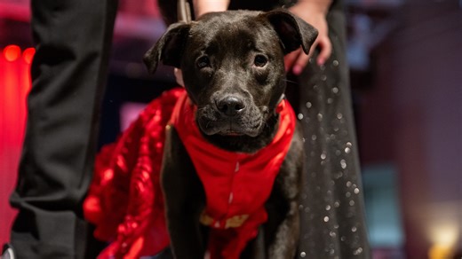 Ever see a doggy runway fashion show? Erie Humane Society to host annual Mutt Gala