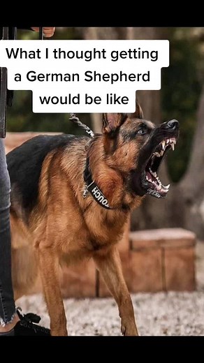 German Shepherd Ownership: Expectation vs Reality