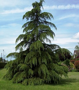 Cedrus Deodara / Cèdre de L'Himalaya