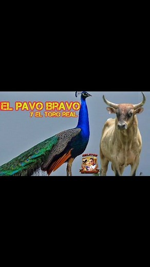 #viralpost 🔸El pavo bravo y el toro real son inseparables 🐂🦚💯!! #mexico #chile #mesabeapueblo #toros #corralejas #usa | El Sasi Sarabia