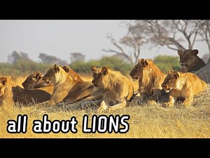 Facts About LIONS - All You Should Know