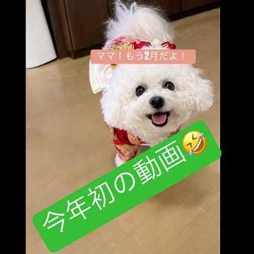 今年初の動画です！なかなか動画をアップできずすみませんサムネのメルもchat GTPにお世話になりました😅#ビションフリーゼ #犬のいる生活 #ビションフリーゼひまちゃんママ#お正月 #わんこの着物