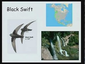Black Swifts: The Coolest Bird, Kim Potter