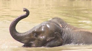 2.2M views · 13K reactions | Happy World Elephant Day!  | The Dodo | Facebook