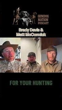 Discussing differences between British labs x American labs #huntingdog #retriever #gundogs