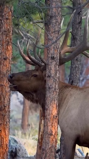 Ted Nugent | God Bless the Great Spirit of the Wild Sign up for a hunt with Ted at tednugent.com Watch Ted Nugent's The Spirit of the Wild on the... | Instagram