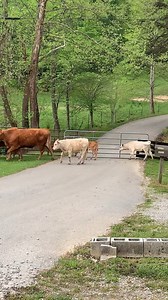 The Cattle Crossing on bull Run with an unexpected head butt! | Back Roads Living