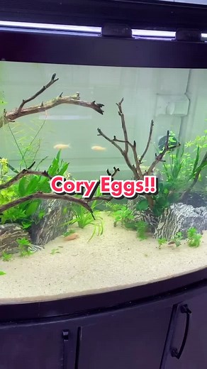 Exciting Corydora Fish Breeding: Cory Eggs!!