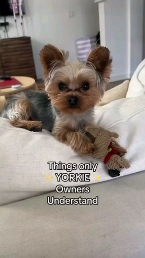 90K views · 2.2K reactions | ❣️@zillatheyorkie | Yorkies Gram | Facebook