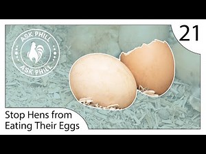 How to stop Hens from eating their own eggs - Ask Phill 21