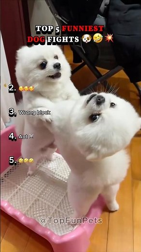 Top 5 Funniest Dog Fights (But It's Just Playtime) 🐶🤣💥