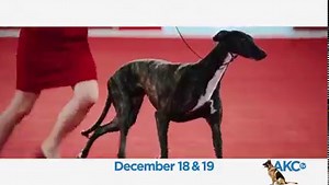 178 reactions · 51 shares | Enjoy the Orlando Cluster dog shows and AKC National Championship from wherever you are, live on AKCtv! | American Kennel Club | Facebook