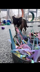 Wrecking Ball is full of energy and needs plenty of stimulation to keep him happy-tons of toys, tall cat trees to climb, puzzle feeders to engage his sharp mind, and plenty of space to run, jump, and play. He can get overstimulated quickly and isn't afraid to let you know with a quick nip, so he needs a home that understands and appreciates his fiery spirit. While indoors, he also needs room to retreat and relax on his own terms. For the right adopter who loves a cat with a wild streak, Wrecking