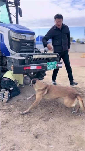 Hero Dog's Bark Saved A Life! Man Thought He Was Annoying... (Must See) 🐕