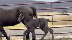 357K views · 10K reactions | Good Saturday morning from our second...