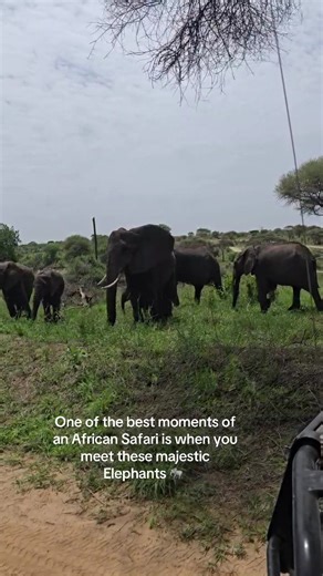 Experience Majestic Elephants on African Safari Tours