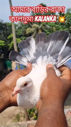 KALANKA KALDUMA BARIR 💥❤️‍🔥 #pigeon #pigeonlaver #kabutar #birds