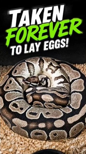 This ball python is taking her sweet time to lay her eggs!#ballpython #axanthic #ballsandhogs