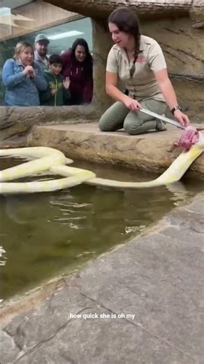 Albino Python Explodes From Water 😱 | Feeding Strike Shocks Crowd #shorts #python #animals #viral