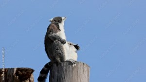 The ring-tailed lemur, Lemur catta is a large strepsirrhine primate and the most recognized lemur due to its long, black and white ringed tail.Like all lemurs it is endemic to the island of Madagascar