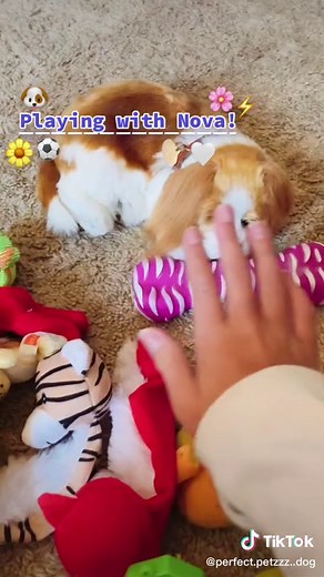 Playing with Nova!🐶⚽️ #perfectpetzzz #Nova #playingwithmydog #viral