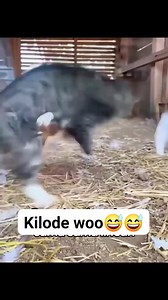 6.5K views · 49 reactions | Sweet fight  #reelsviral #usareels #africanfarming #goatfarming #organicfarming #rurallife #farminglifestyle #germany #women #wolf | Umar Mazad Isah | Facebook