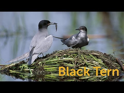 Black Tern: Marsh Seabird
