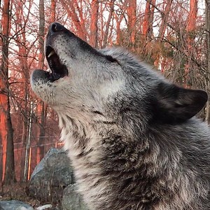 230K views · 13K reactions | A world without wolves is a world without howls  #StandForWolves | Wolf Conservation Center | Facebook