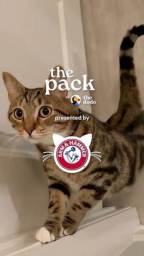 The Best Cat Litter with ZERO Smell | The Pack