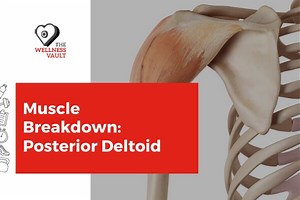 Muscle Breakdown: Posterior Deltoid