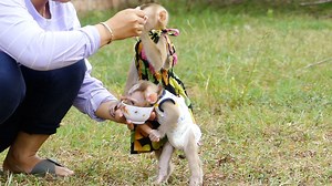 387K views · 7.9K reactions | Lil Baby Harry Very Delicate Avocado Dessert​ Dive Head In To Small Plate Eat Himself | Monkey Daily | Facebook