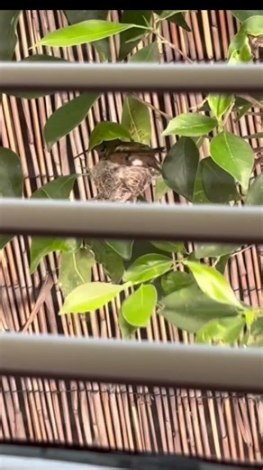 Hummingbird Building A Nest Upclose! #shorts #reels #hummingbird