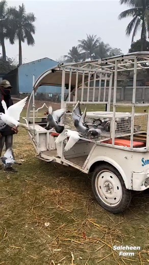 S Farm on Instagram: "Racing pegion training! 🕊️🕊️ #racingpegion #pegion #training"