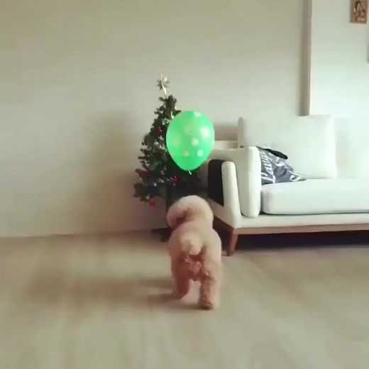 Adorable Dog Playing with Balloon