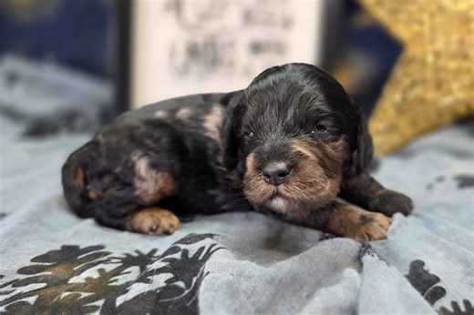 Raymond - Cockapoo Puppy C036C1