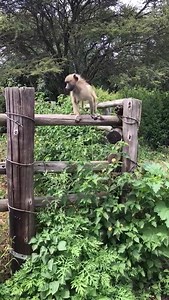 21K views · 139 reactions | Monkeying around... Andre doing what baby baboons do best!   | Chipangali Wildlife Orphanage | Facebook
