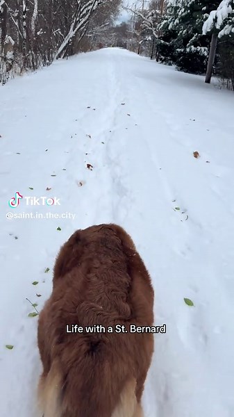 Why walk on a plowed sidewalk when fresh pow is right here #saintbernard #dogsoftiktok #tiktokpets #fyp #foryoupage