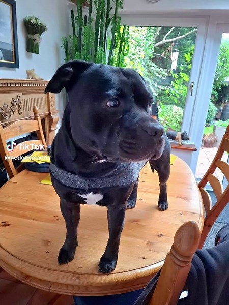 Day 2038 Good morning, I am a Knight of the Round table. Standing proudly in my grey chain mail. No, really, I just jumped on the breakfast table to demand my HMS🤣♥️🐾 VIVAT REX ICH DIEN ♥️🐾🐾🐾