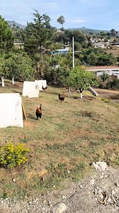 Una belleza de Gallera y tuvimos el onor de visitar una de las mejores Galleras de Guatemala Lagartijos Game Farm | Gallera Rodríguez 502