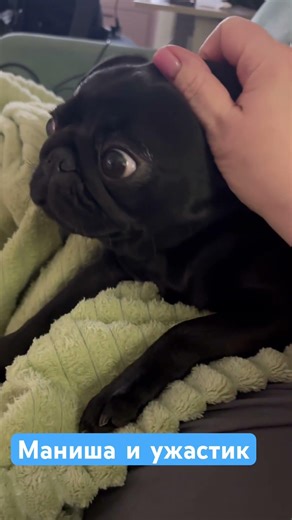 Маниша и ужастик #минимопс #милота #суперсобака #minipug #маниша