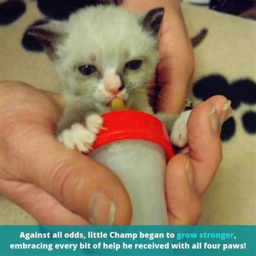 3.4K views · 116 reactions | Meet Champ, the miracle kitten who refused to give up! ❤️ His journey from near-death to becoming a loving family member proves that the smallest warriors can have the biggest impact... | Cats And Kittens | Facebook