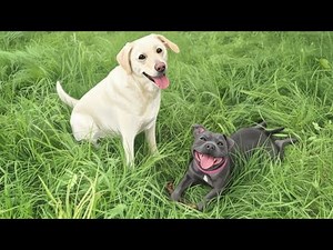 Adorable Labrador & Energetic Blue Staffy Playing in the Garden! | Dog Best FriendsEnglish Staffy