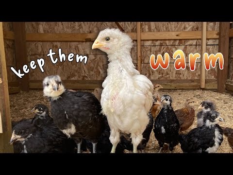 Raising Chicks In Cold Weather?? | Why FALL Might Be The Best Time For Baby Backyard Chickens