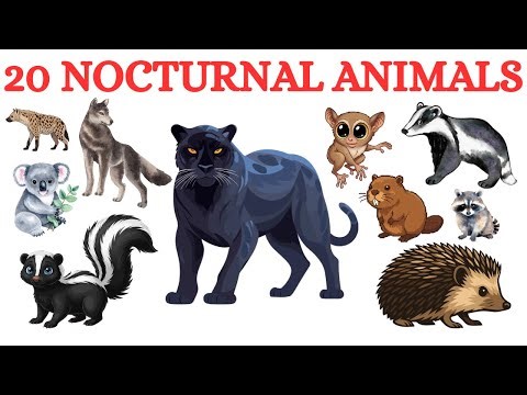 Nocturnal Animals Name | Animals That Come Out at Night | Owl, Bat & Wolf | #nocturnal