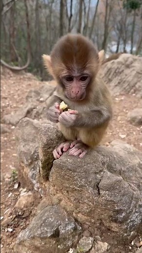 Cute baby monkey is fighting over food 😤🐒🥑💥