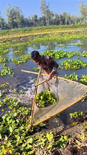 Village Boys Showing Incredible Fishing Skill Using Old Style Net | Rural Fishing Video | RMB Fishing