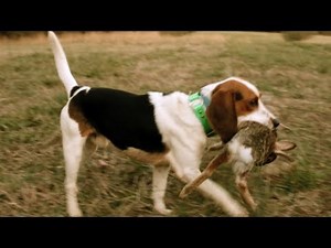 Rabbit Hunting With FAST Beagles