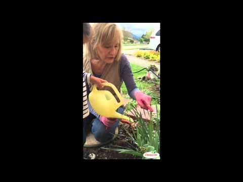 Tulips After They Bloom