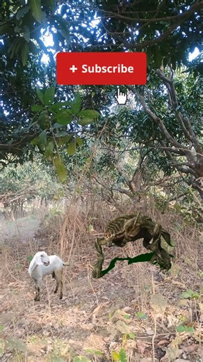 Alien attack the goat #shortvideos #viral #villagelife