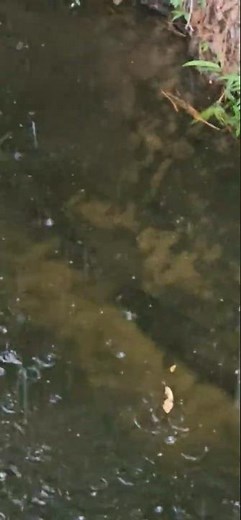Otters Swimming Faster Than The Camera Can Follow